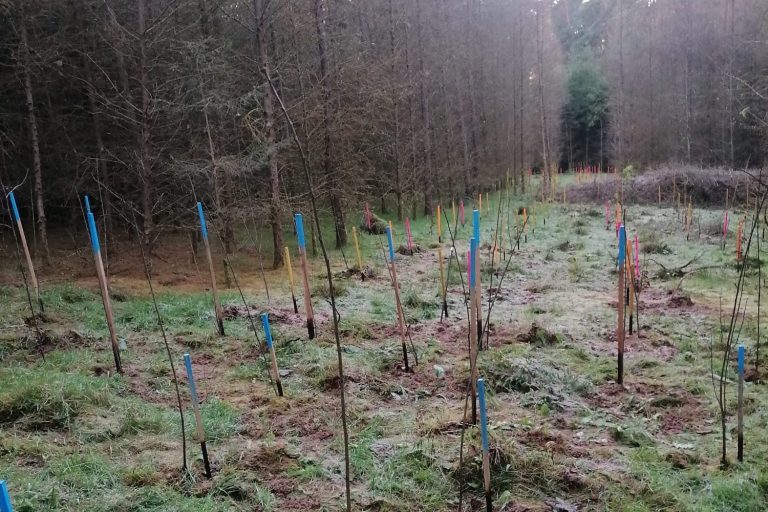 Biodiversity-friendly and climate-resilient forest in Bavaria, Germany Biodiversity-friendly and climate-resilient forest in Bavaria, Germany
