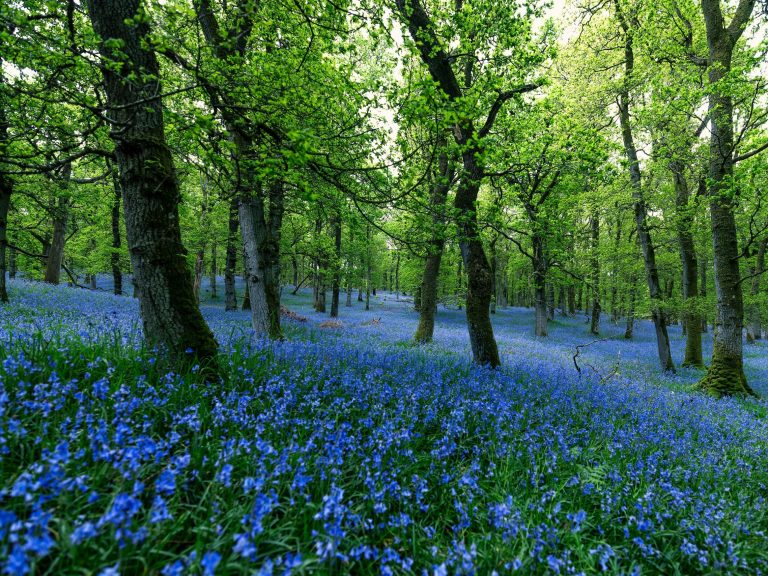 Biodiversity-friendly and climate-resilient forest